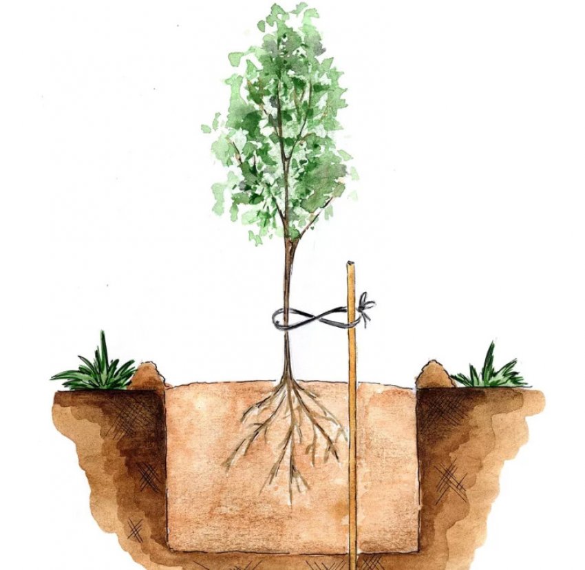 Посадка шовковиці Посадка шовковиці