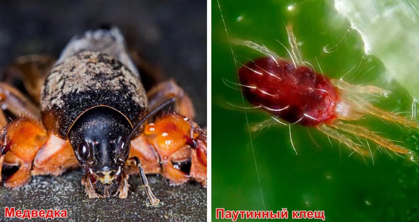 Шкідники шовковиці Шкідники шовковиці