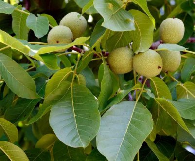 Як зробити щеплення волоського горіха