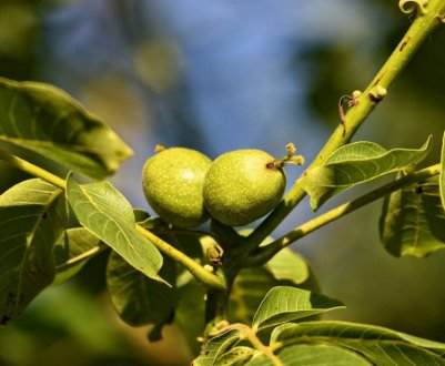 Вирощування волоського горіха в Сибіру