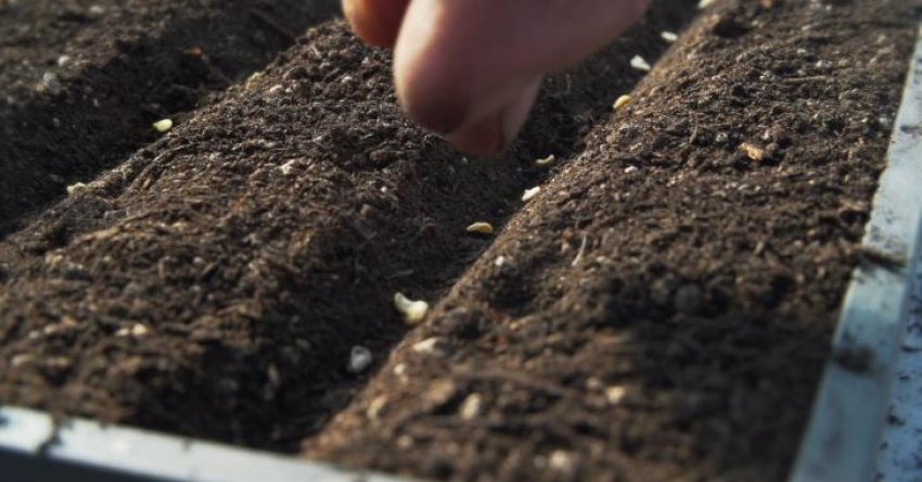 Насіння томатів