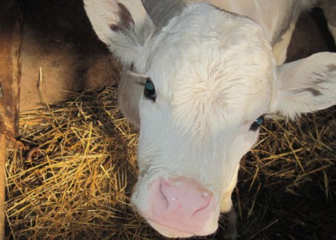 Как вылечить кашель у телят