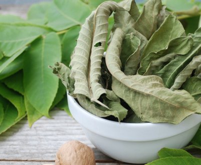 Користь листя волоського горіха при діабеті