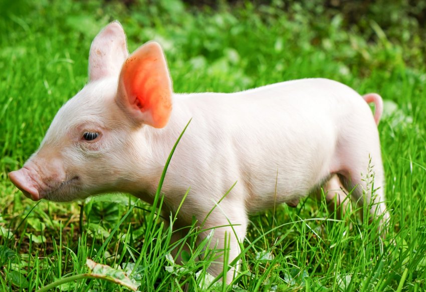 Бездомні свині тероризують жителів села на Полтавщині Бездомні свині тероризують жителів села на Полтавщині