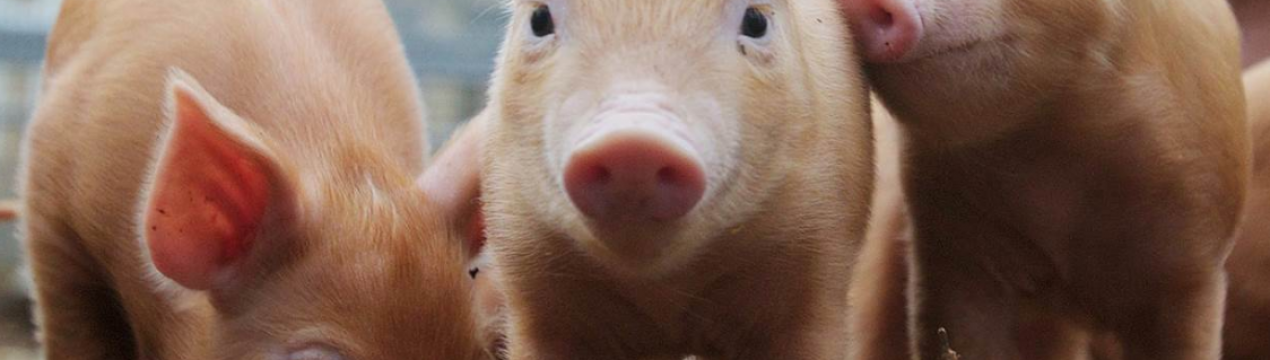 Бездомні свині тероризують жителів села на Полтавщині