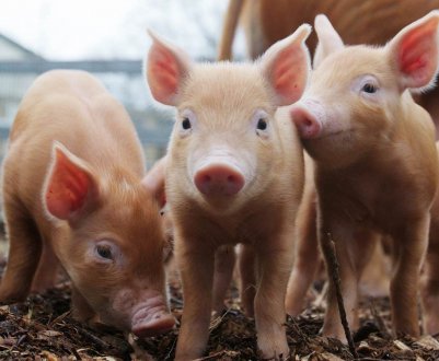 Бездомні свині тероризують жителів села на Полтавщині