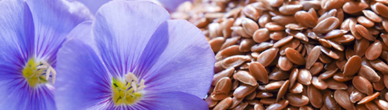 Сумські аграрії почали збір льону