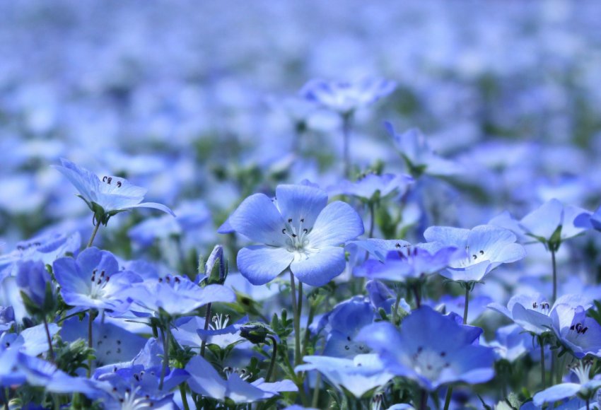 Сумські аграрії почали збір льону Сумські аграрії почали збір льону