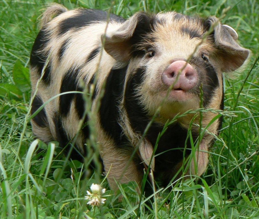 Брянські м'ясники обіцяють наростити темпи виробництва в десять разів Брянські м'ясники обіцяють наростити темпи виробництва в десять разів