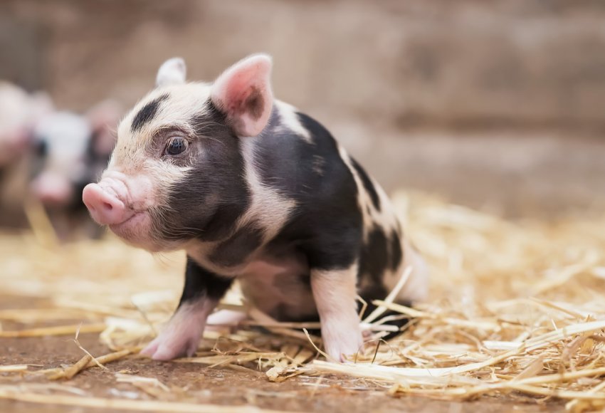 Брянські м'ясники обіцяють наростити темпи виробництва в десять разів Брянські м'ясники обіцяють наростити темпи виробництва в десять разів