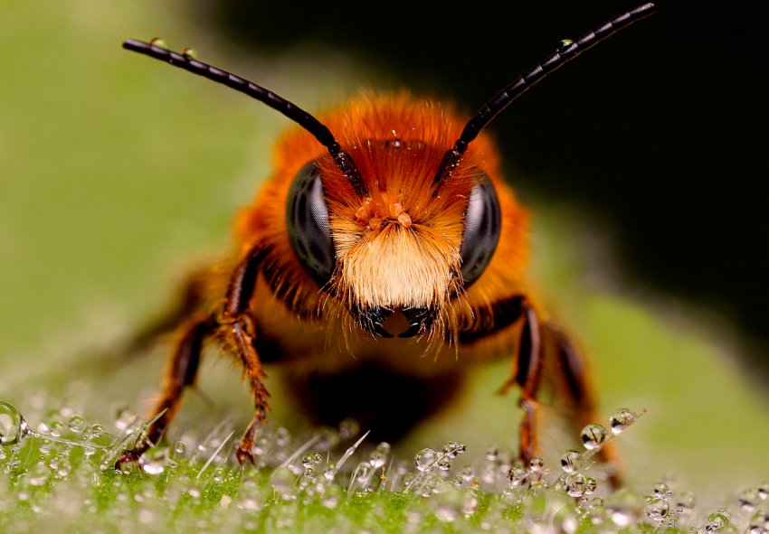 Бразильські бджоли гинуть цілими сім'ями з-за отруєннями пестицидами Бразильські бджоли гинуть цілими сім'ями з-за отруєннями пестицидами