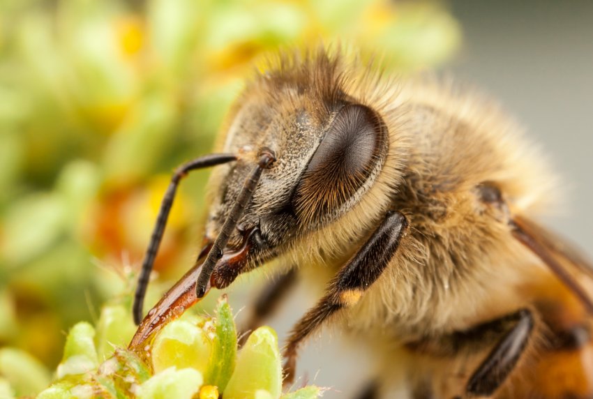 Бразильські бджоли гинуть цілими сім'ями з-за отруєннями пестицидами Бразильські бджоли гинуть цілими сім'ями з-за отруєннями пестицидами