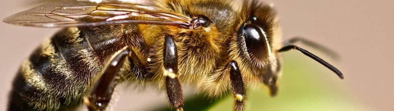 Бразильські бджоли гинуть цілими сім'ями з-за отруєннями пестицидами