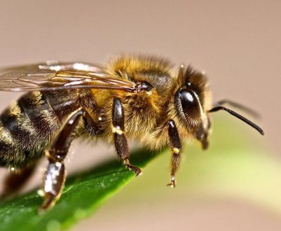 Бразильські бджоли гинуть цілими сім'ями з-за отруєннями пестицидами