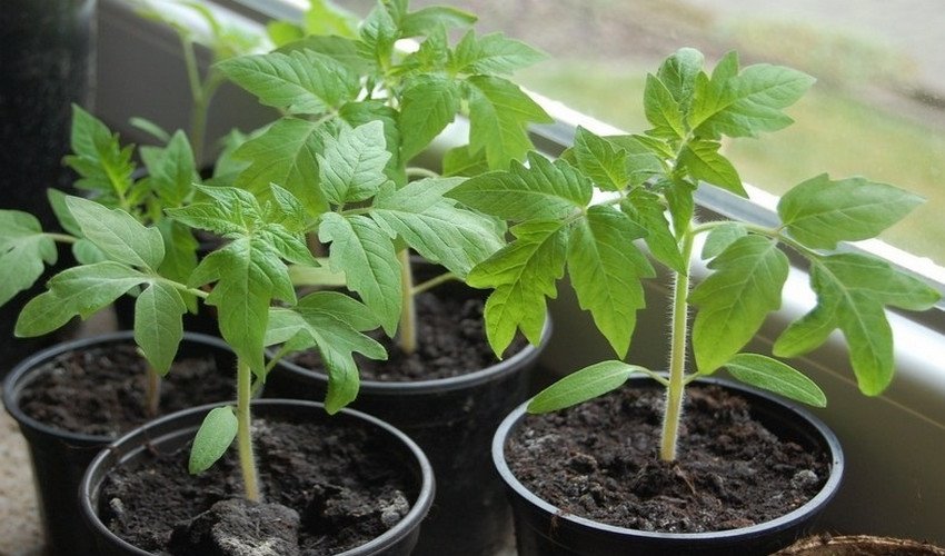 Розсада томатів