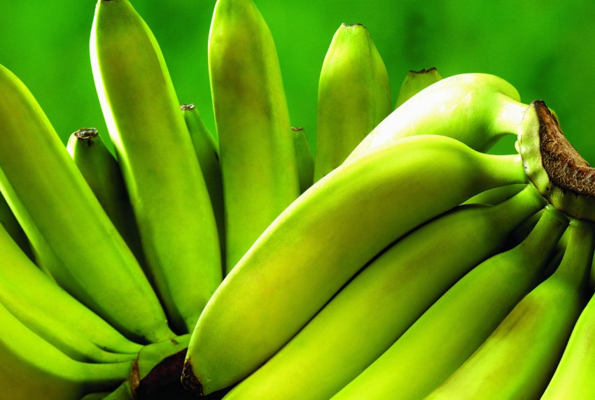 Бананові плантації Колумбії тероризує грибковий вірус