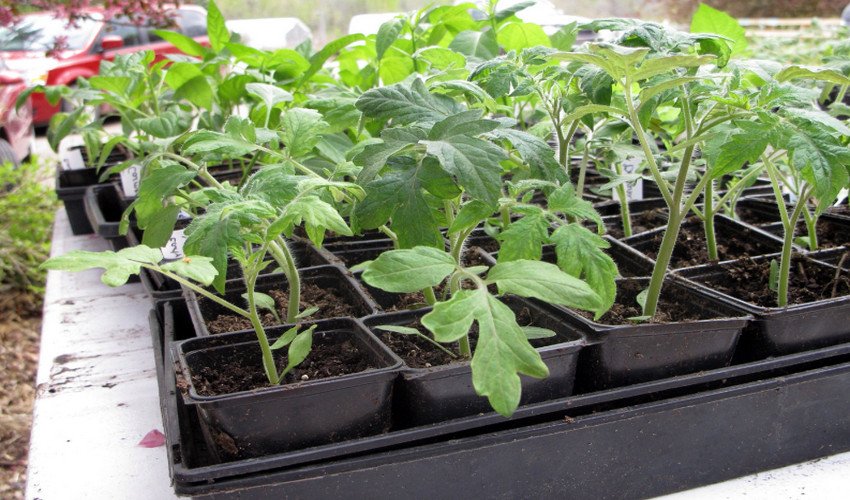 Загартовування розсади