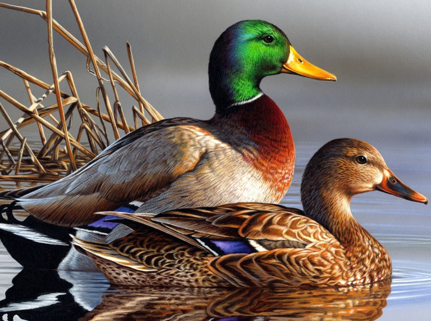 Володимирські птахівники пишуть нову «качині історії»