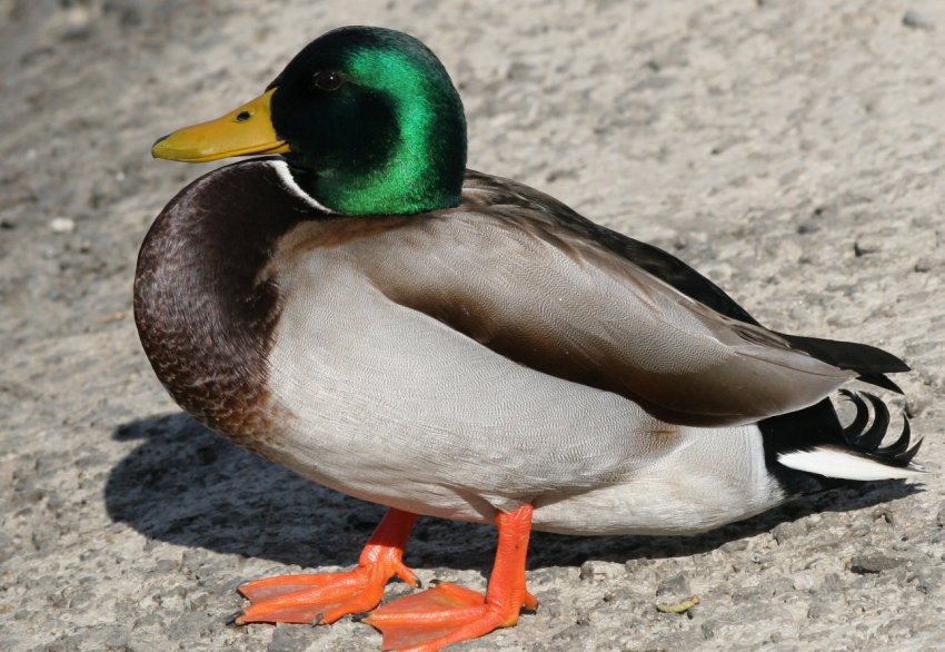 Володимирські птахівники пишуть нову «качині історії»
