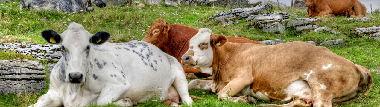 Приамурские паводки відняли життя у 20 корів, 11 свиней і кіз 5