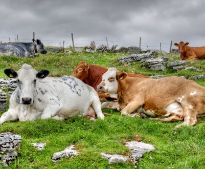 Приамурские паводки відняли життя у 20 корів, 11 свиней і кіз 5