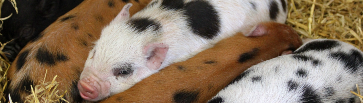 Філіппінських свиней губить підступний вірус