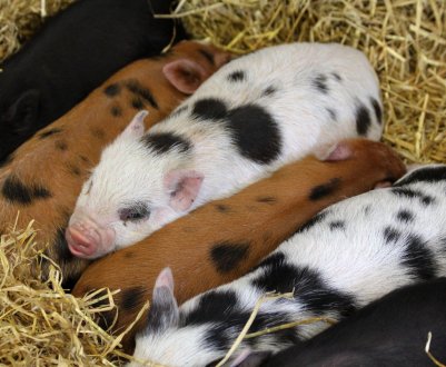 Філіппінських свиней губить підступний вірус