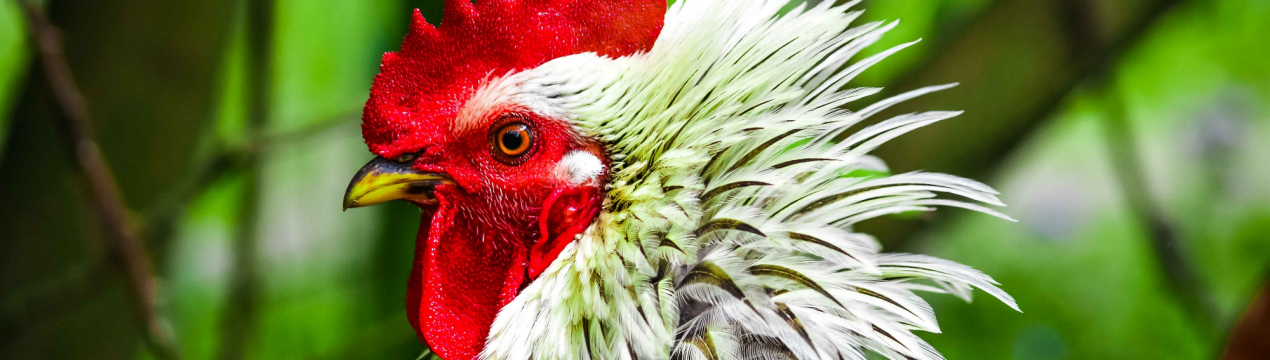 Контакт з домашньою птицею обернувся для літньої китаянки небезпечним грипом