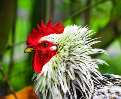 Контакт з домашньою птицею обернувся для літньої китаянки небезпечним грипом