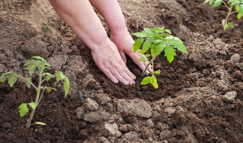 Висадка розсади томатів
