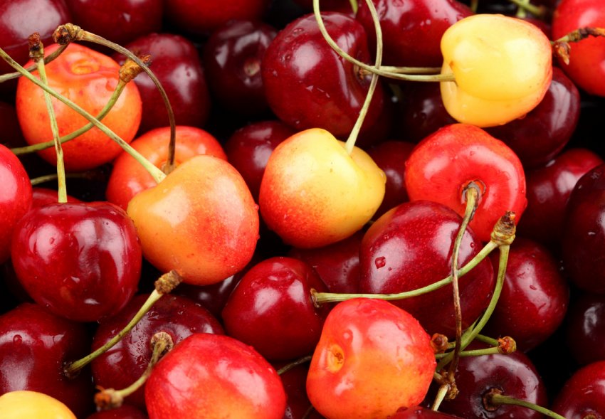 5 гектарів саду невідомі вирубали біля вінницького фермера 5 гектарів саду невідомі вирубали біля вінницького фермера