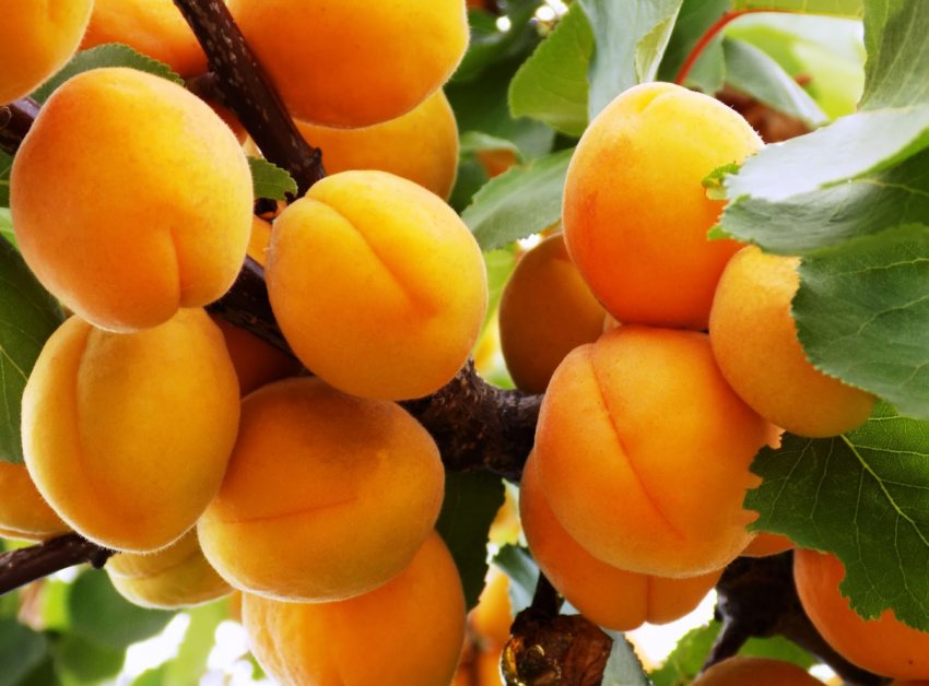 5 гектарів саду невідомі вирубали біля вінницького фермера 5 гектарів саду невідомі вирубали біля вінницького фермера