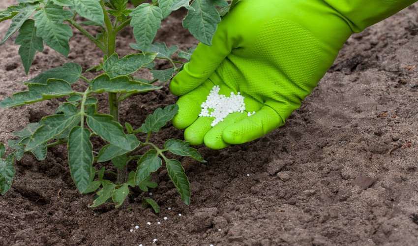 Підживлення