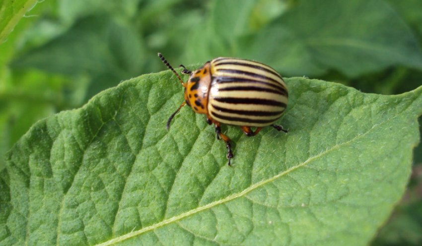 Колорадський жук