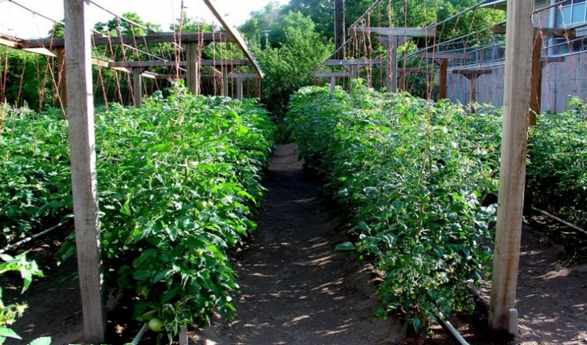 Подвязывание куста Подвязывание куста
