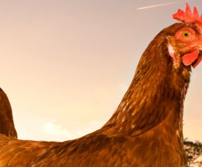 Як зробити сідало для курей своїми руками