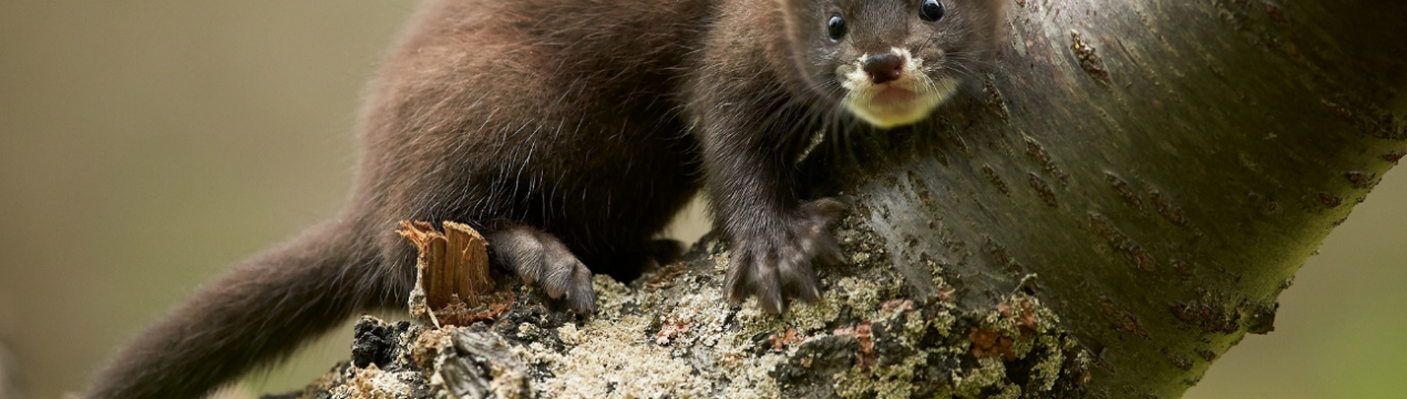 Українські норкові ферми утилізували понад 25 тисяч тонн відходів рибозаводів і птахоферм