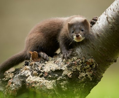 Українські норкові ферми утилізували понад 25 тисяч тонн відходів рибозаводів і птахоферм