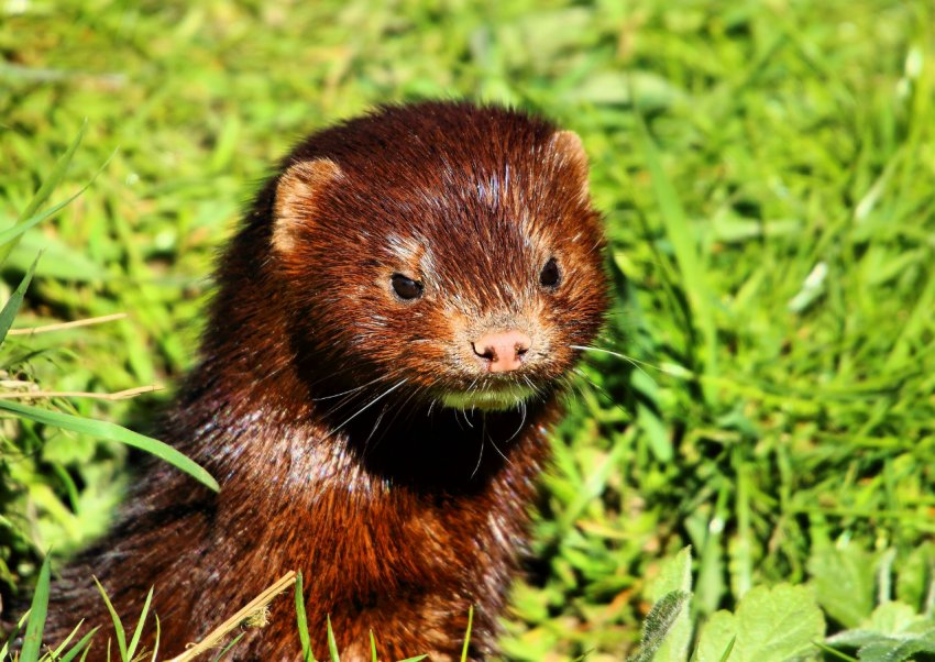 Українські норкові ферми утилізували понад 25 тисяч тонн відходів рибозаводів і птахоферм Українські норкові ферми утилізували понад 25 тисяч тонн відходів рибозаводів і птахоферм