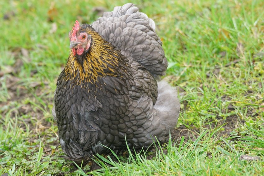 Українські норкові ферми утилізували понад 25 тисяч тонн відходів рибозаводів і птахоферм Українські норкові ферми утилізували понад 25 тисяч тонн відходів рибозаводів і птахоферм