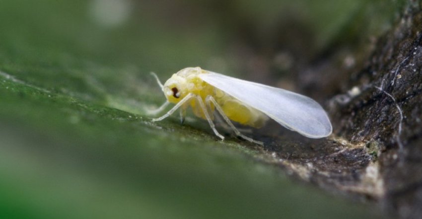 Білокрилка