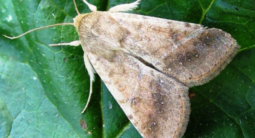 Доросла метелик совки