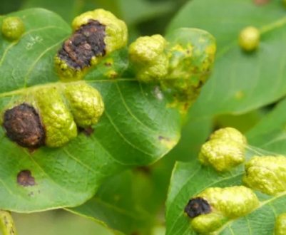 Боротьба з хворобами і шкідниками волоського горіха