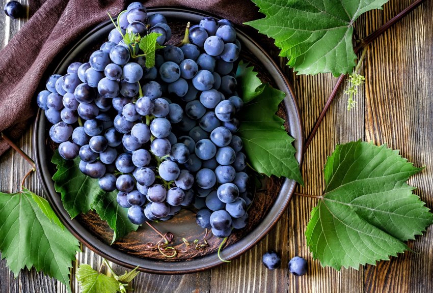 Інститут Таїрова провів свято для українських виноградарів