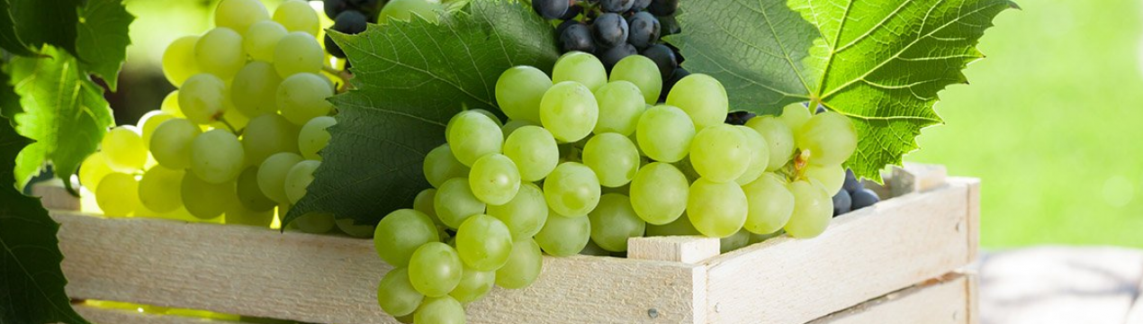 Інститут Таірова провів свято для українських виноградарів