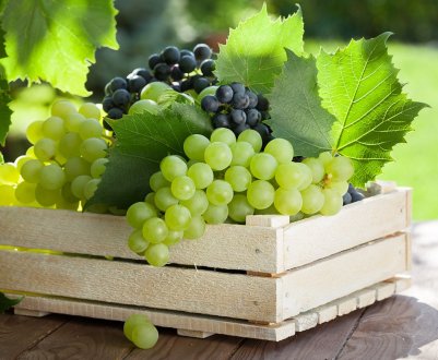 Інститут Таірова провів свято для українських виноградарів