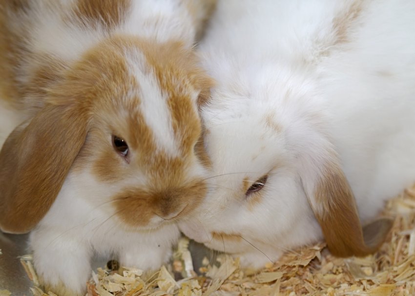 Приамурские паводки відняли життя у 20 корів, 11 свиней і 5 кіз