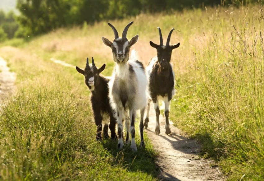 Приамурские паводки відняли життя у 20 корів, 11 свиней і 5 кіз