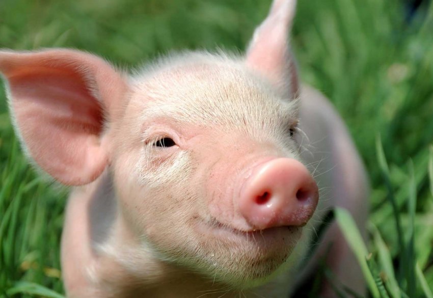 Випасання корів на челябінських клумбах і газонах обійдеться скотарям в сто тисяч рублів Випасання корів на челябінських клумбах і газонах обійдеться скотарям в сто тисяч рублів