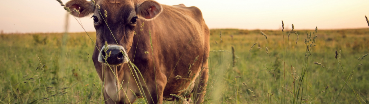 Випасання корів на челябінських клумбах і газонах обійдеться скотарям в сто тисяч рублів